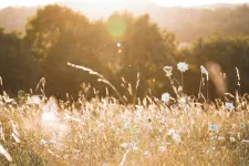 A summer meadow in the sunlight