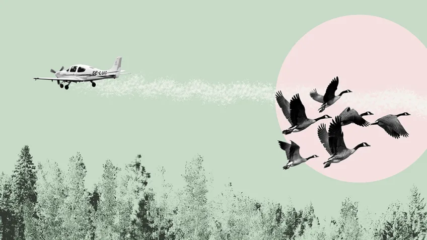 Illustration som visar ett flygplan och fåglar.